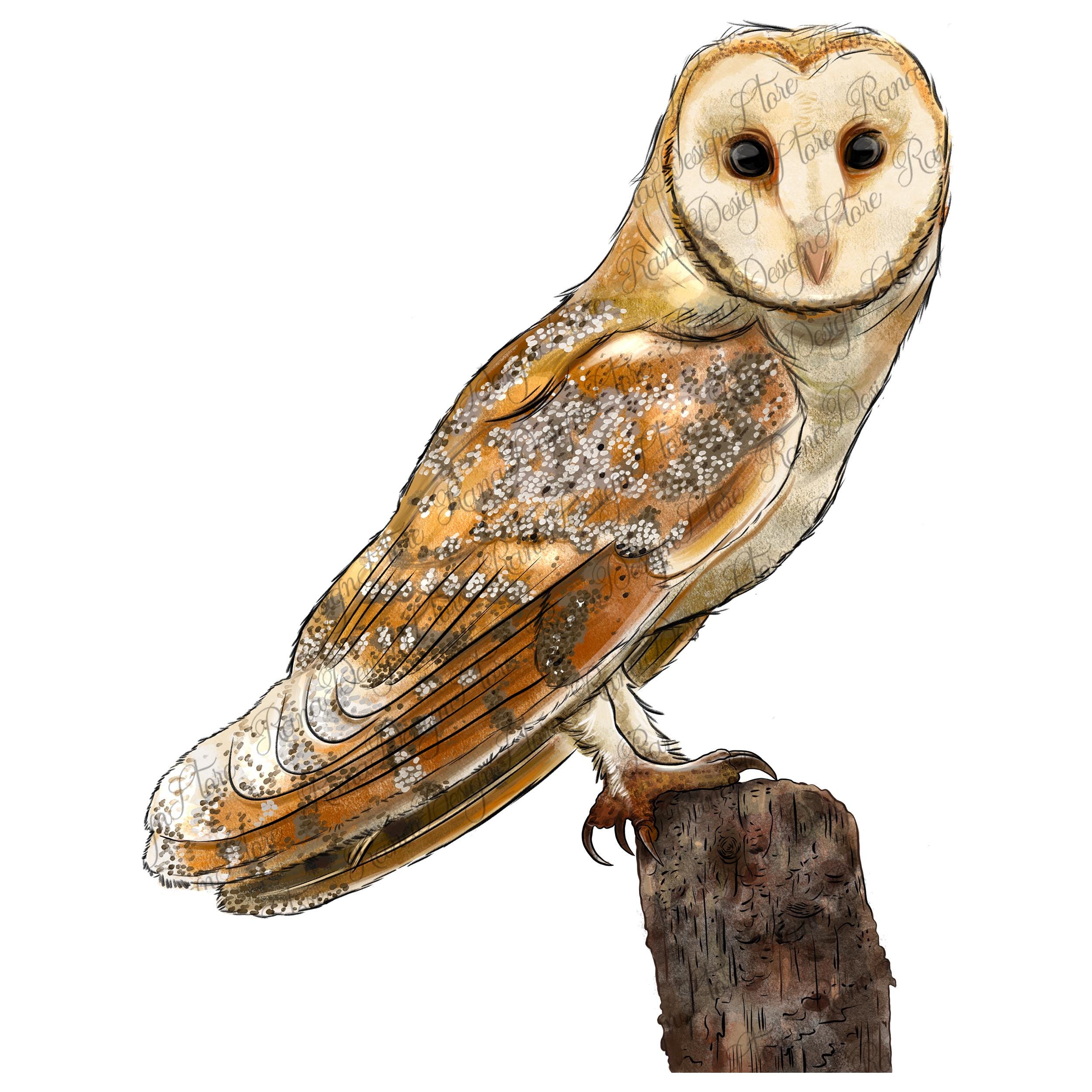 American barn owl png sublimation design, owl png, bird png, forest png, hand drawn owl png, owl por
