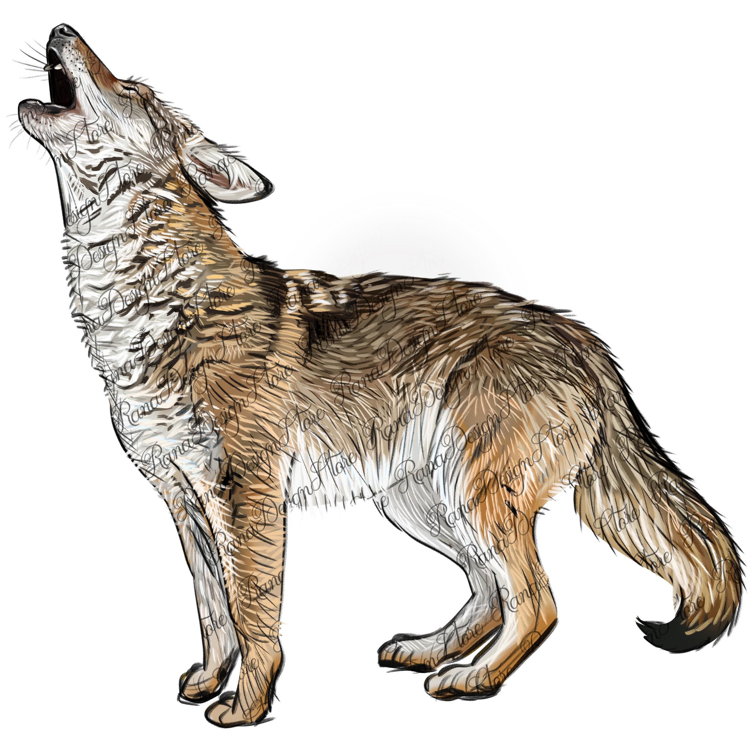 Howling Coyote Png Sublimation Design Download, Coyote Portrait Png,  Woodland Coyote Png, Wild Animals Png, Wildlife Png, Sublimate Download -  Etsy, image size:2500x2500