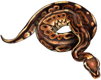 Royal ball python png sublimation design, ball python png, snake portrait png, snake clipart, royal snake png, sublimate designs download