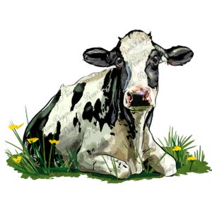 Puede incluir: Una vaca negra y blanca con un pelaje manchado está tumbada en un campo de hierba verde con flores amarillas. La vaca está mirando a la cámara.