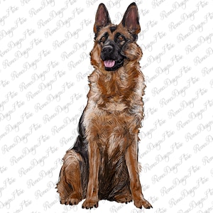 May include: A brown and black German Shepherd dog sitting with its front paws together. The dog has a light brown coat with black markings and a black nose. The dog is looking directly at the viewer.