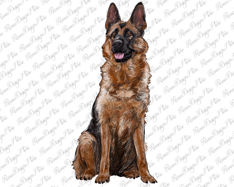 May include: A brown and black German Shepherd dog sitting with its front paws together. The dog has a light brown coat with black markings and a black nose. The dog is looking directly at the viewer.