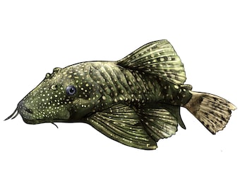 Bristlenose pleco png sublimação design, pesca png, peixe desenhado à mão png, peixe png, peixe de aquário png, sublimar designs download