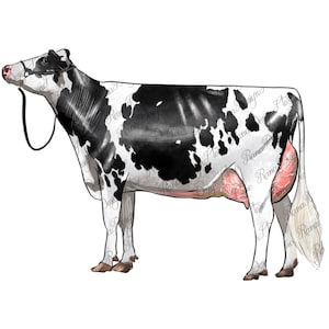 Holstein mjölkko png sublimeringsdesign, Holstein ko png, handritad ko png, Holstein png, gårdsdjur png, sublimerad nedladdning