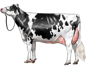 Holstein dairy cow png sublimation design, Holstein Cow png, hand drawn cow png, Holstein png, Farm Animals png, sublimate download