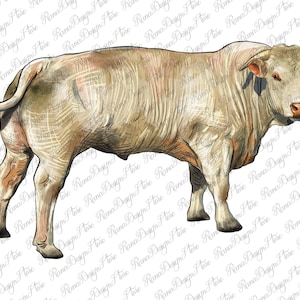 Charolais Bull Png, Hand Drawing Charolais Bull Png, Watercolor Charolais Bull Png, Sublimation Design, Charolais Design, Digital Download