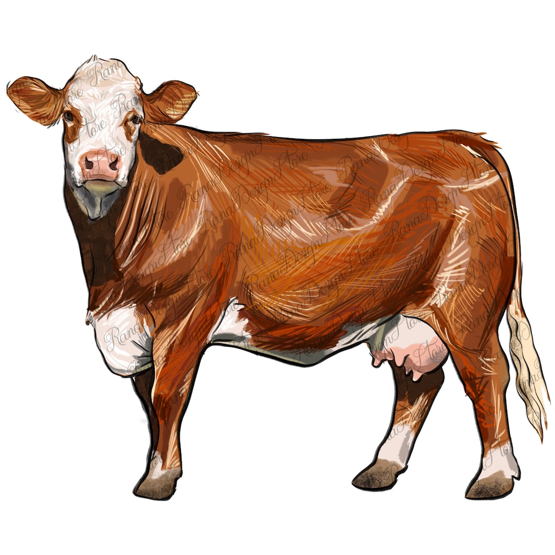 Simmental Cow Png Sublimate Designs Download, Hand Drawing Simmental ...