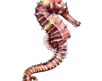 ピンクのヴィンテージ タツノオトシゴ デザイン PNG、タツノオトシゴ