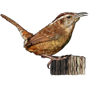 Carolina wren png sublimation design download, bird png, south Carolina State bird png, Carolina State png, sublimate designs download