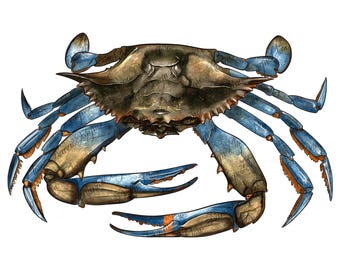 Crab png sublimation design download, crab portrait png, hand drawn crab png, beach png, sea animals png, fishing png, sublimate download
