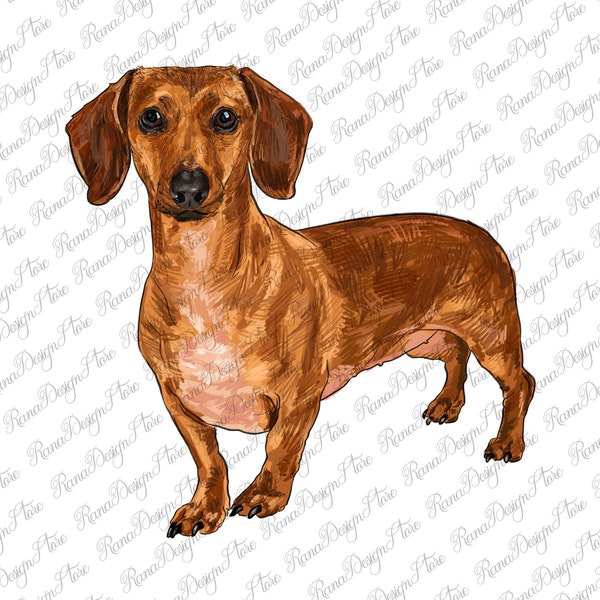 Dachshund Portrait Png Sublimation Design, Dog Mom Png, Handdrawn Dachshund Png, Dachshund Dog Png, Dachshund Png, Instant Download