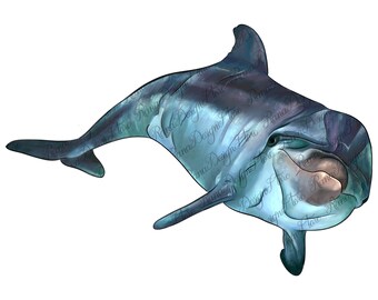 Disegno di sublimazione delfino tursiope png, pesce png, delfino disegnato a mano png, animali marini png, ritratto di delfino png, download di sublimazione