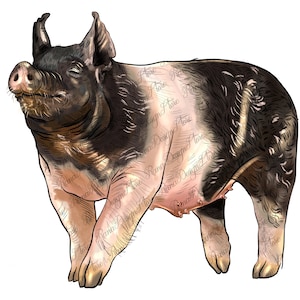 Hampshire pig png sublimation design download, farm animals png, pig lovers png, pig designs png, cute pig png, sublimate designs download