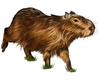 Capybara png sublimation design, capybara png, capybara lover png, animal designs png, cute capybara png, sublimate designs download