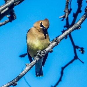 Cedar Waxwing, Bird, Colorado, Nature, Wildlife, Urban Wildlife, Birdwatching, Bandit Mask, Macro, Macro Photography, Metal Print, Paper
