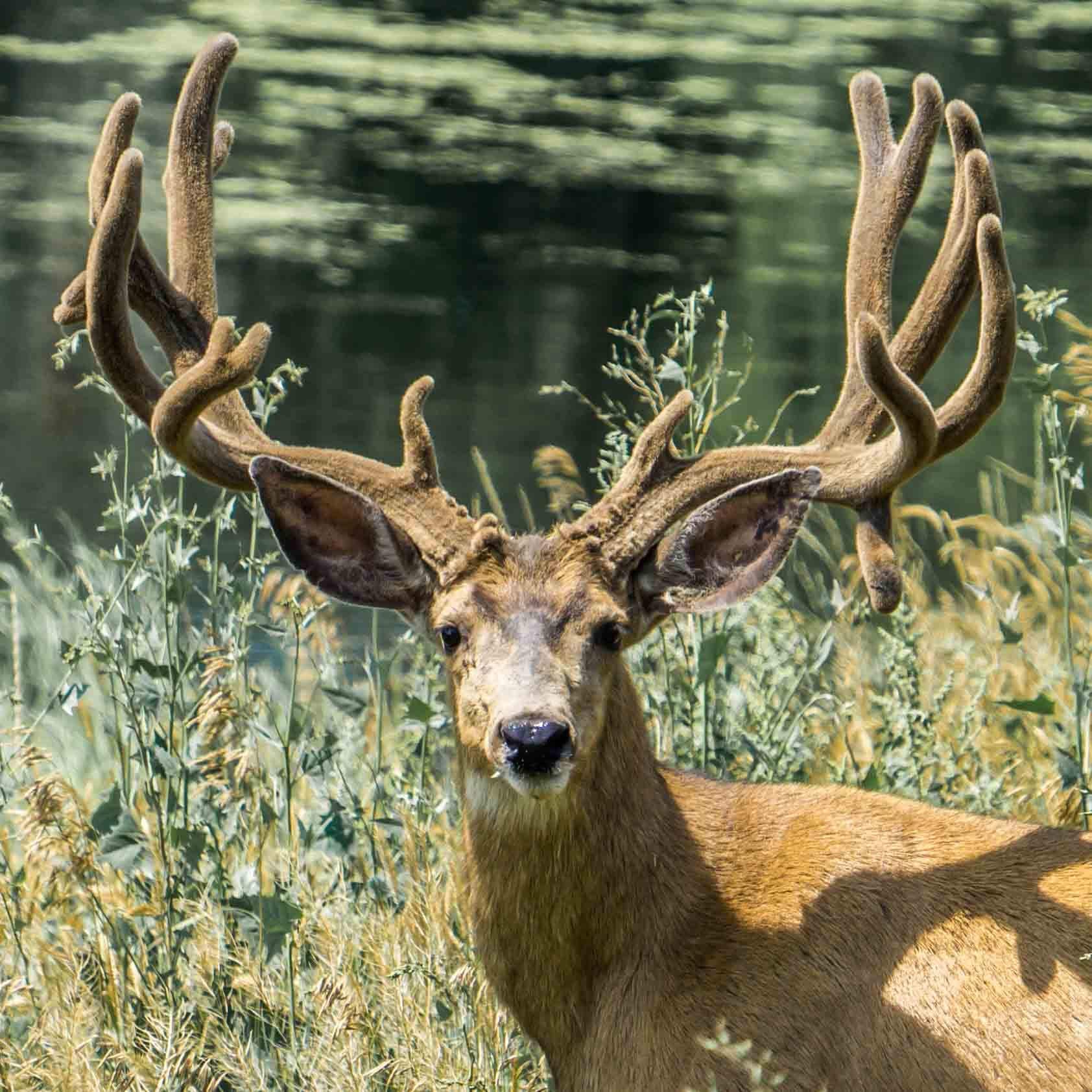 Mule Deer Collection, Mule Deer, Colorado, Roxborough State Park