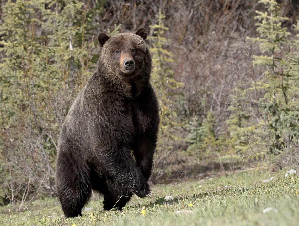 Grizzly Bear Photo Art Print Etsy