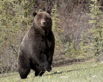 Grizzly Bear Photo Art Print