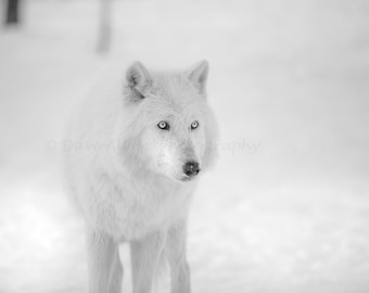 Wolf Photo Art Print - White Wolf Emerges from Snow