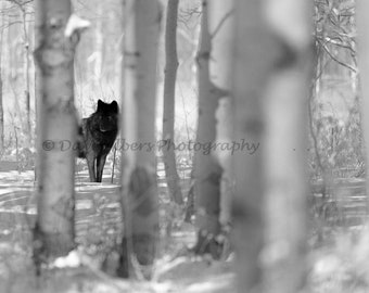 Wolf Photo Art Print - Black Wolf In Winter Forest