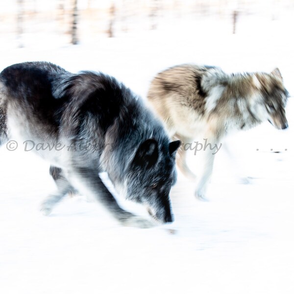 Wolf Photo Art Print - Wolves on the Move - Painter Edit