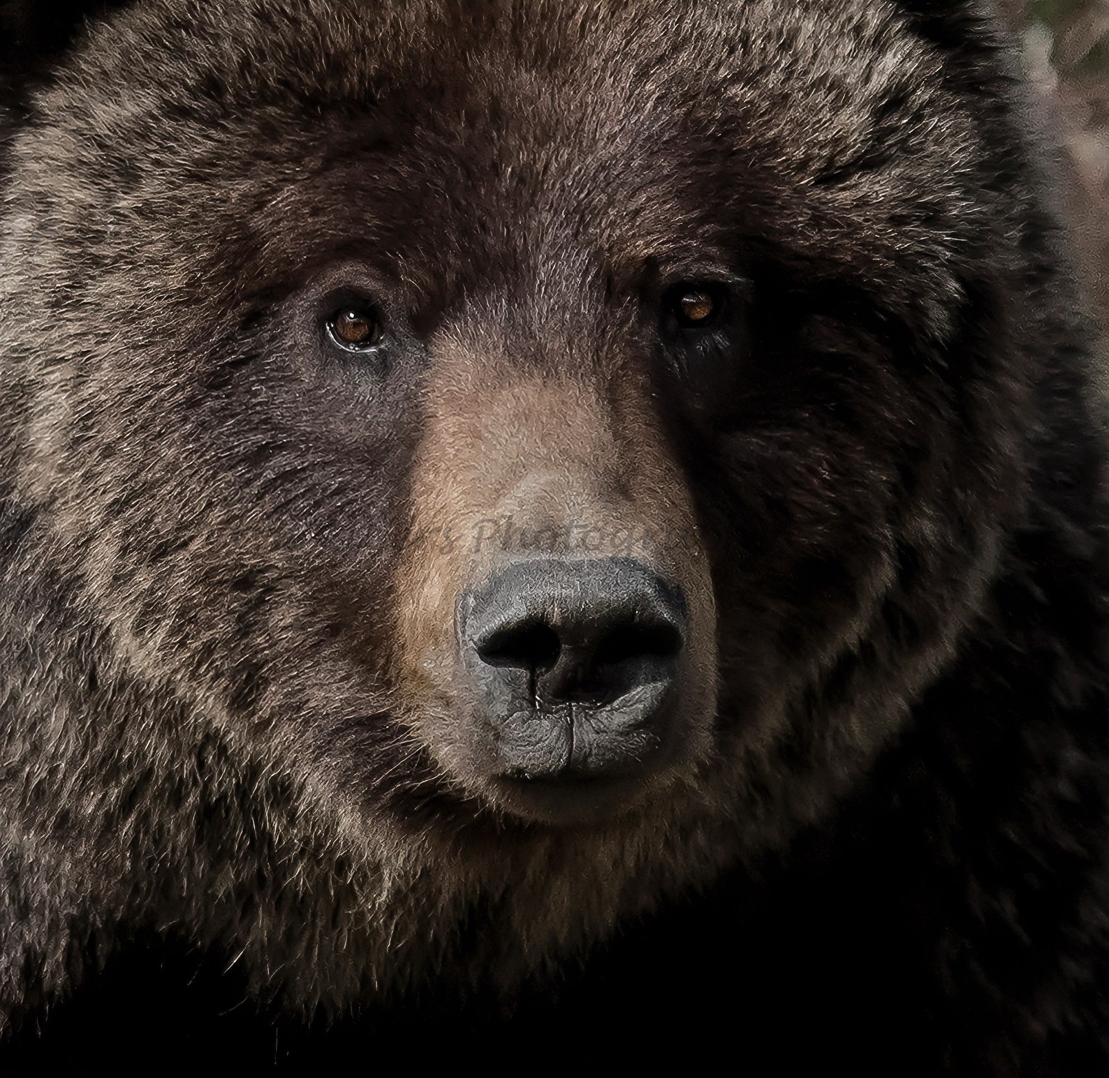 Grizzly Bear Eyes Photo Art Print Etsy