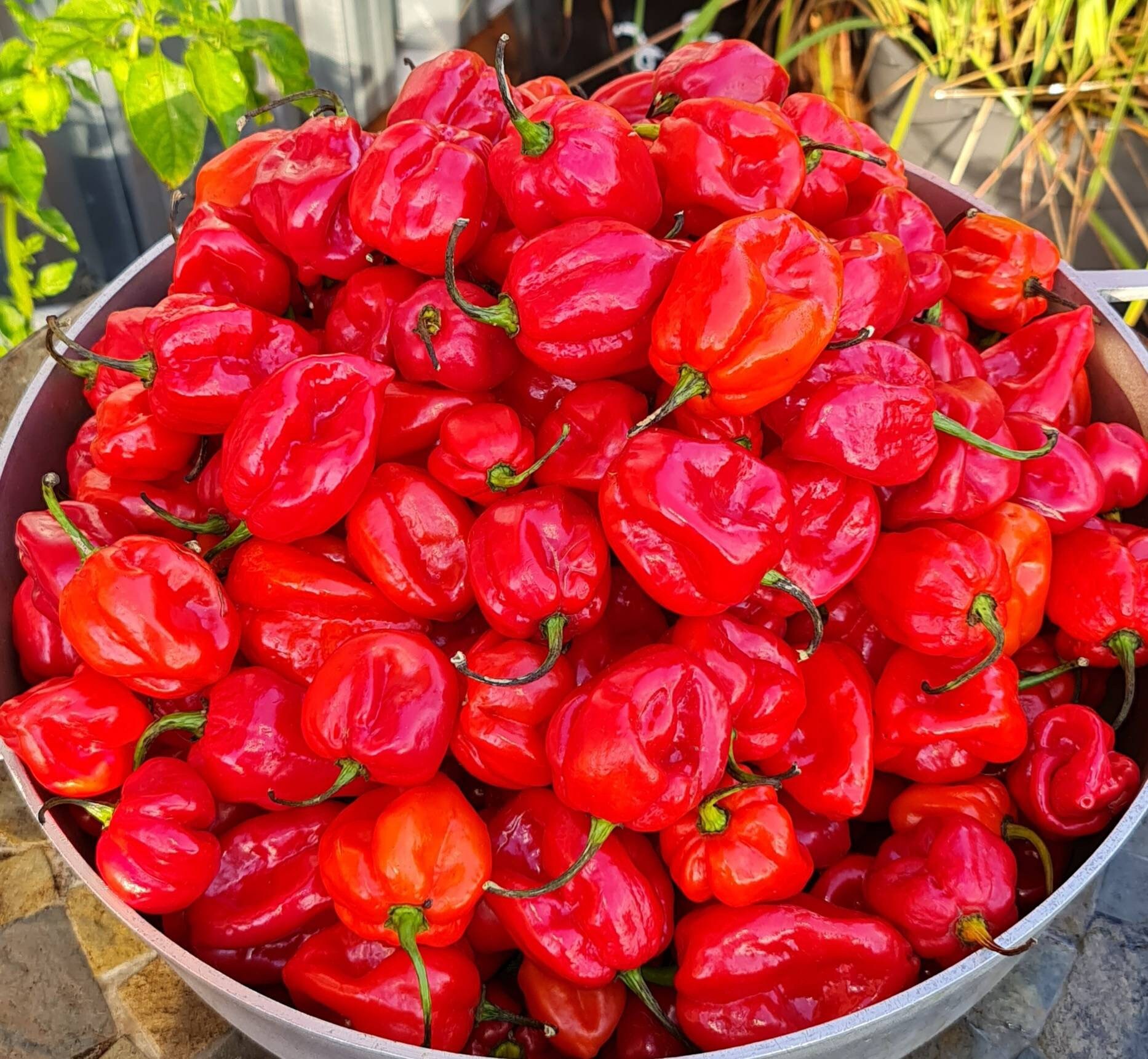 One Habanero Hot Peppers jars picked Peppers Fresh chop Etsy