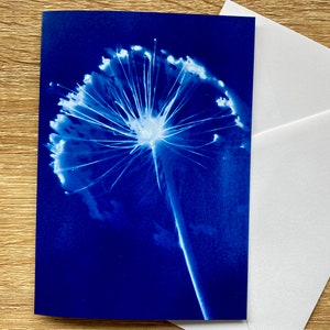 Carte de voeux Allium 6 x 4 pouces, vierge à l'intérieur avec enveloppe blanche.  Reproduit à partir d'une cyanotype/impression solaire originale de Vicki Jordan.