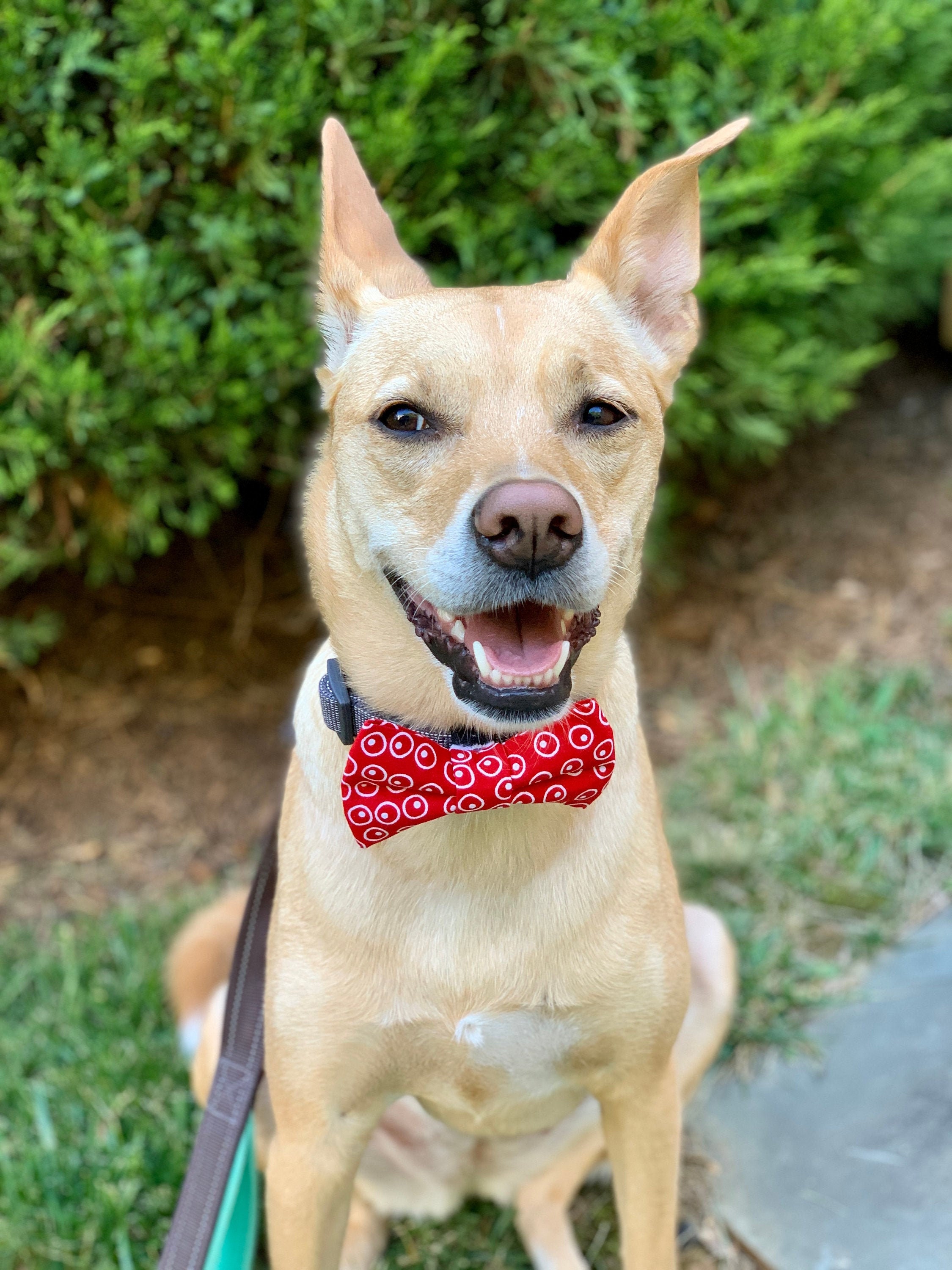 Red and White Dog Bowtie Velcro Dog Bowtie Collar Dog Etsy
