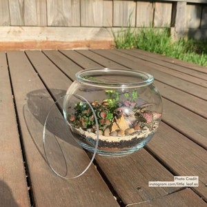 May include: A clear glass terrarium containing small plants, soil, and decorative stones. The round terrarium has a clear, removable lid. The plants feature green and red foliage. The terrarium is displayed on a wooden surface.