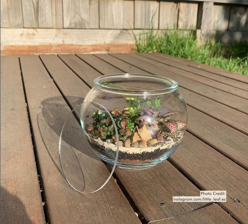 Puede incluir: Un terrario de vidrio transparente con una variedad de plantas peque&ntilde;as, tierra y piedras decorativas. El terrario tiene forma redonda y una tapa transparente extra&iacute;ble. Las plantas presentan follaje verde y rojo.