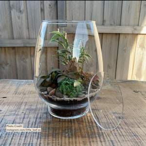 Puede incluir: Un terrario de vidrio transparente con una variedad de peque&ntilde;as plantas verdes, rocas y tierra en su interior. El terrario tiene una forma ancha y redondeada y se encuentra sobre una superficie de madera. Una tapa de vidrio transparente est&aacute; al lado.