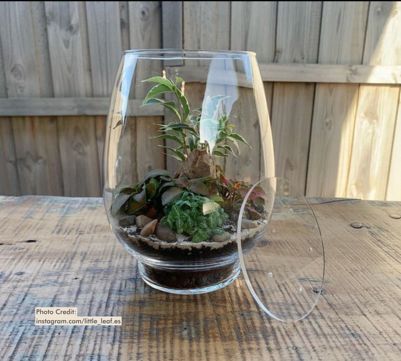 Puede incluir: Un terrario de vidrio transparente con una variedad de peque&ntilde;as plantas verdes, rocas y tierra en su interior. El terrario tiene una forma ancha y redondeada y se encuentra sobre una superficie de madera. Una tapa de vidrio transparente est&aacute; al lado.