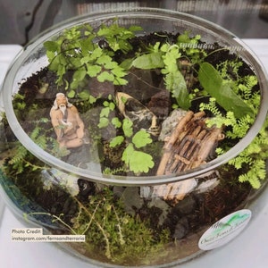 Puede incluir: Un terrario de vidrio con una variedad de plantas, incluyendo helechos y musgo, y elementos decorativos. El terrario presenta una peque&ntilde;a figura y un trozo de madera, creando un paisaje en miniatura. El cuenco de vidrio es redondo y transparente.