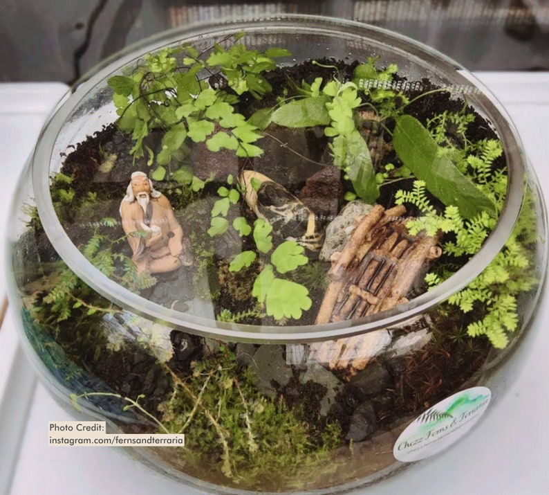 Puede incluir: Un terrario de vidrio con una variedad de plantas, incluyendo helechos y musgo, y elementos decorativos. El terrario presenta una peque&ntilde;a figura y un trozo de madera, creando un paisaje en miniatura. El cuenco de vidrio es redondo y transparente.