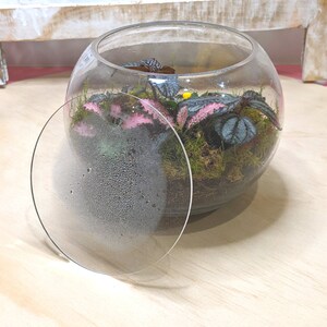Puede incluir: Un terrario de vidrio transparente de forma redonda, lleno de musgo verde y plantas con hojas rosas y verdes. Una tapa redonda de vidrio transparente cubre parcialmente la abertura. El terrario est&aacute; sobre una superficie de madera clara.