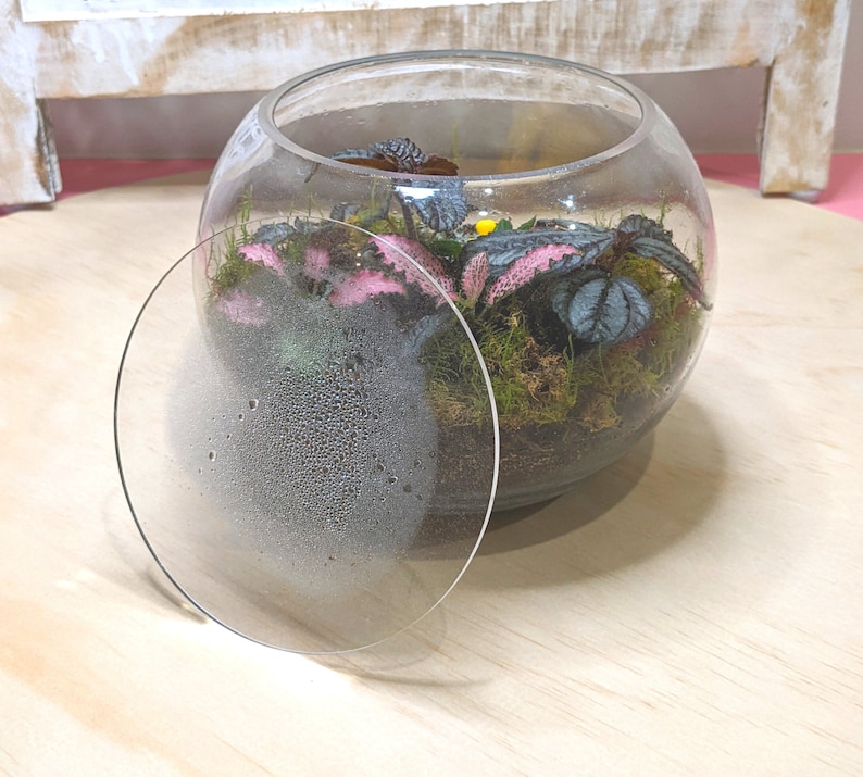 Puede incluir: Un terrario de vidrio transparente de forma redonda, lleno de musgo verde y plantas con hojas rosas y verdes. Una tapa redonda de vidrio transparente cubre parcialmente la abertura. El terrario est&aacute; sobre una superficie de madera clara.