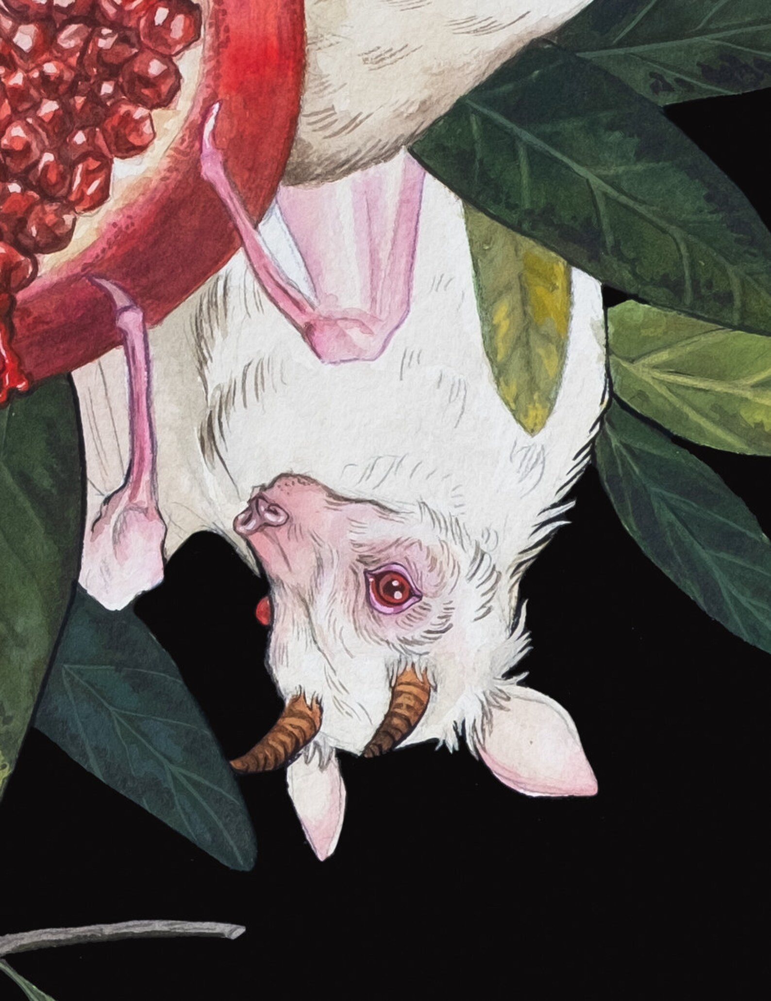 Albino Fruit Bats Pomegranate Dark Edgy Surrealism Botanical Etsy UK