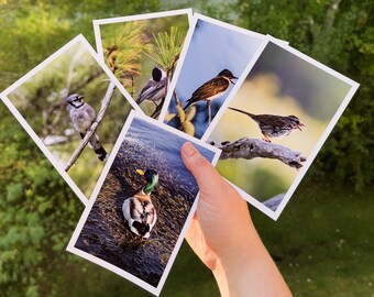 Maine Bird Postcard Pack (5 Pack)