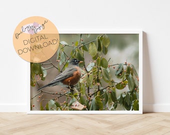 American Robin Digital Download Art Print Horizontal 6
