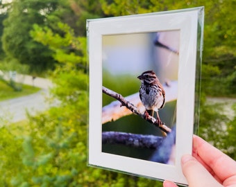 Maine Song Sparrow - 5x7 Matted Print