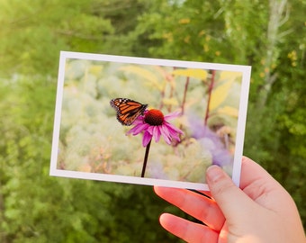 Monarch Butterfly on Echinacea Flower Postcard