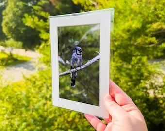 Maine Blue Jay - 5x7 Matted Print