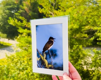 Maine Eastern King Bird - 5x7 Matted Print