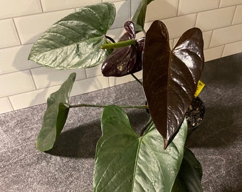 Anthurium 'Chocolate'