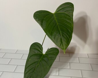 Anthurium magnificum x moronense