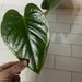 see more listings in the Anthurium section