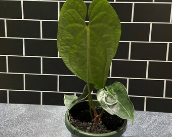 Anthurium Forgetii X Luxurians - Etsy