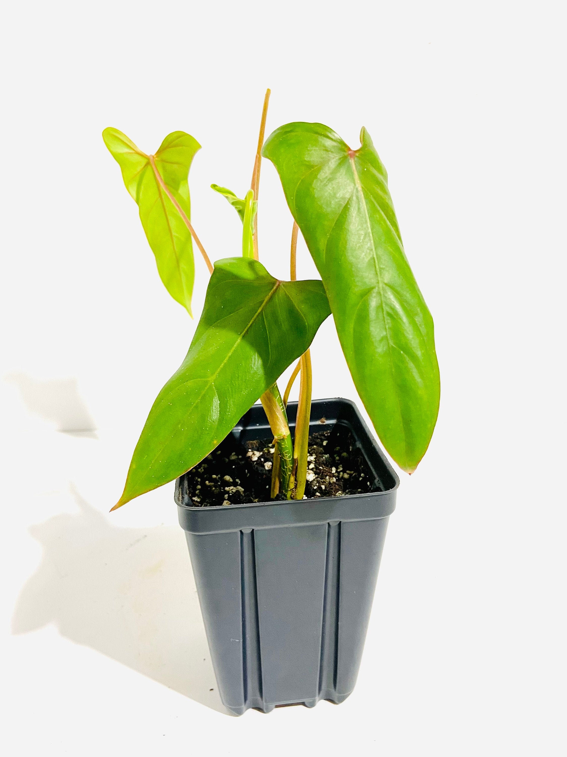 RARE - Philodendron Pinnatilobum Aff - Philodendron 'lita Red' - FREE  SHIPPING - Etsy New Zealand