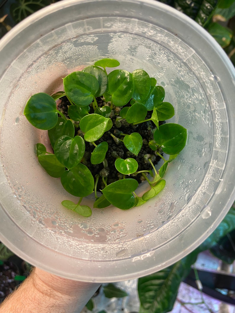 Anthurium BVEP x forgetii seedling image 3